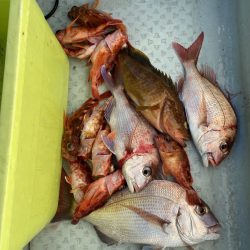 リトルワン 釣果