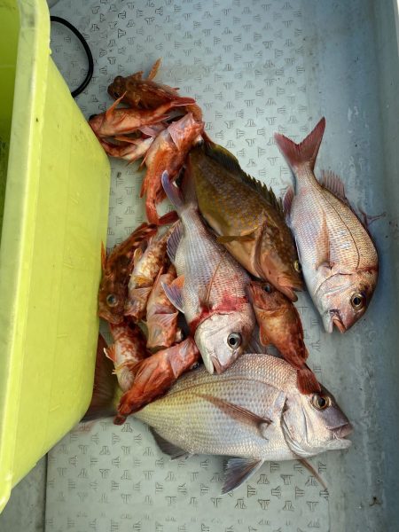 リトルワン 釣果