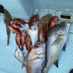 リトルワン 釣果