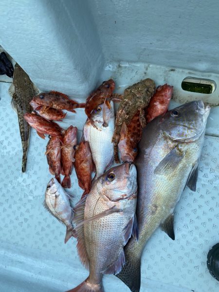 リトルワン 釣果