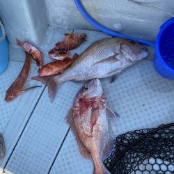 リトルワン 釣果