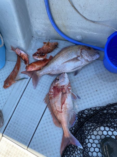 リトルワン 釣果