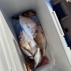 リトルワン 釣果