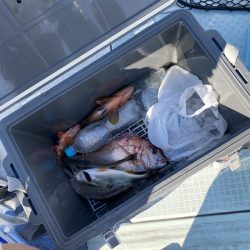 リトルワン 釣果