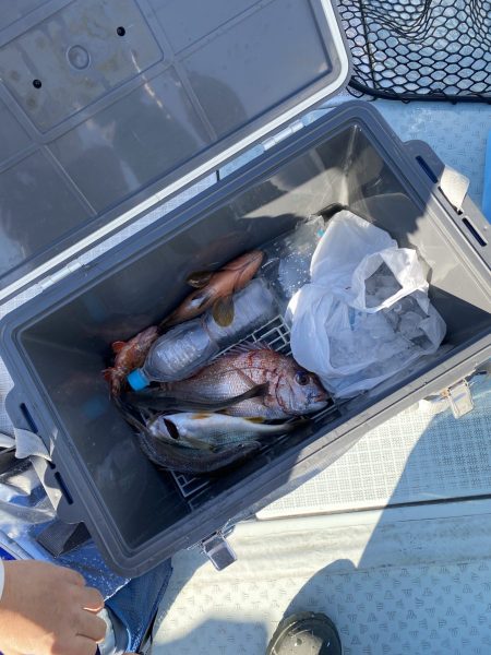 リトルワン 釣果