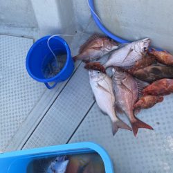 リトルワン 釣果