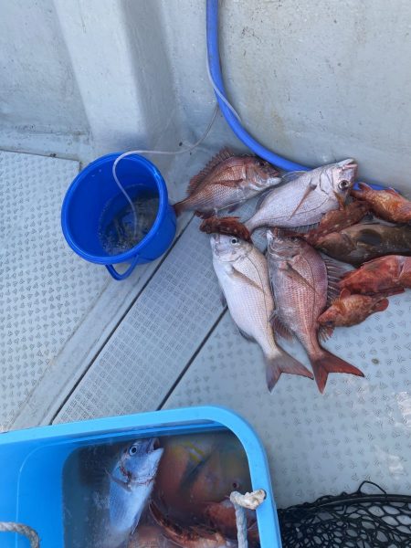 リトルワン 釣果