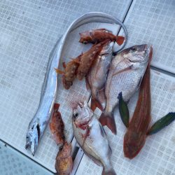 リトルワン 釣果