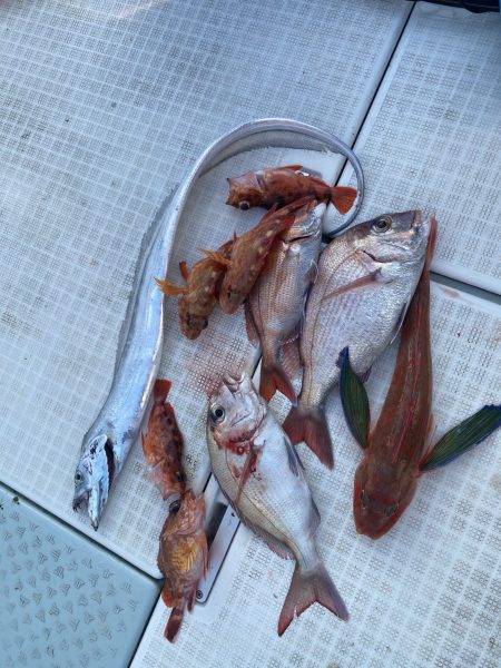 リトルワン 釣果