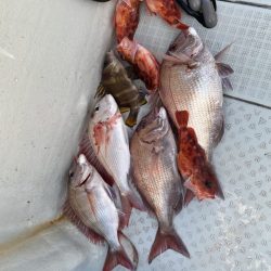 リトルワン 釣果