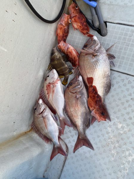 リトルワン 釣果