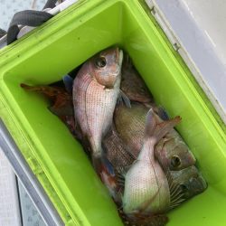 リトルワン 釣果