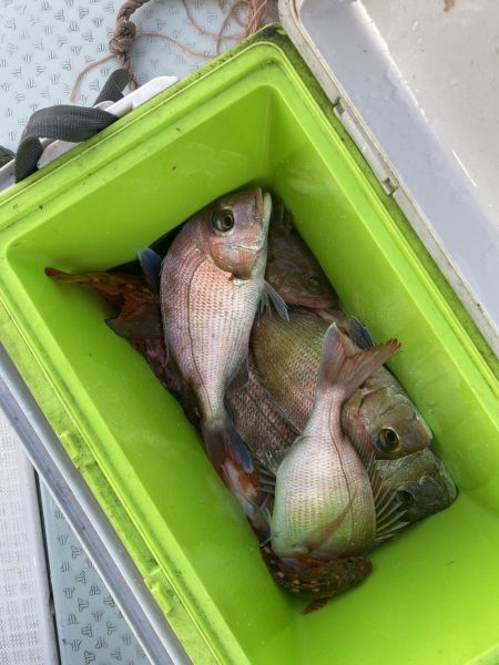 リトルワン 釣果