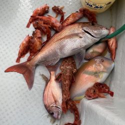 リトルワン 釣果