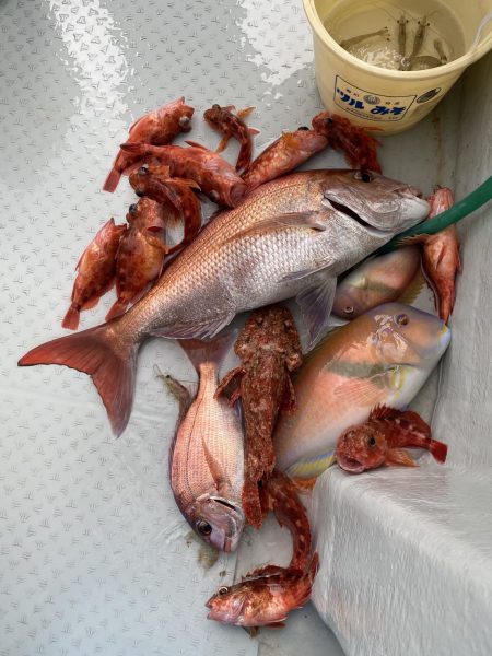 リトルワン 釣果