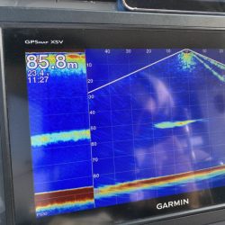 リトルワン 釣果