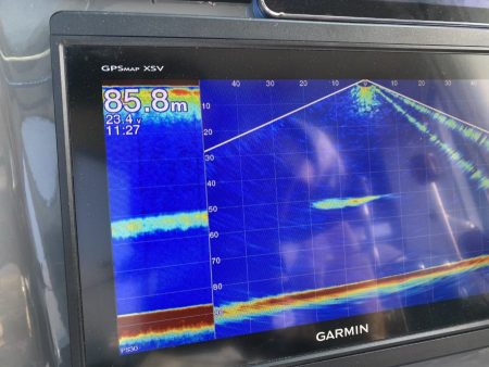 リトルワン 釣果