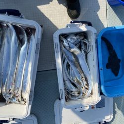 リトルワン 釣果