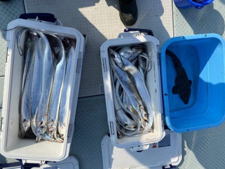 リトルワン 釣果