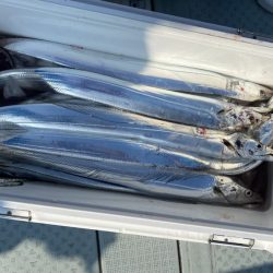 リトルワン 釣果