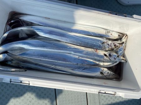 リトルワン 釣果