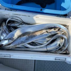 リトルワン 釣果