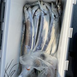 リトルワン 釣果