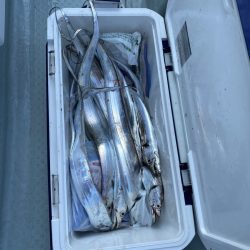 リトルワン 釣果