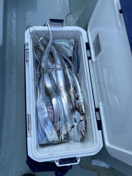 リトルワン 釣果