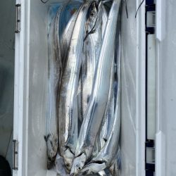 リトルワン 釣果