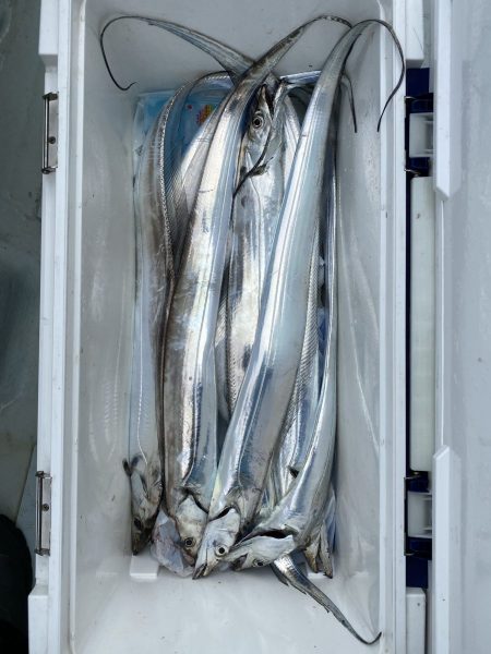 リトルワン 釣果