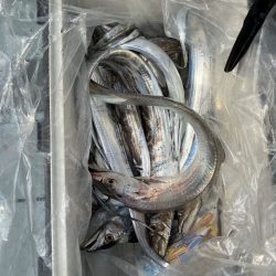 リトルワン 釣果