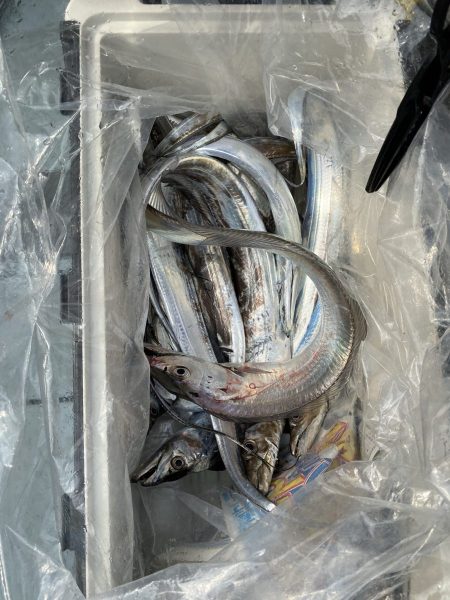 リトルワン 釣果