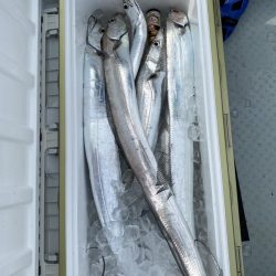 リトルワン 釣果