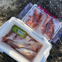 リトルワン 釣果