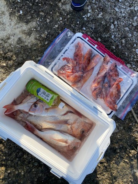 リトルワン 釣果