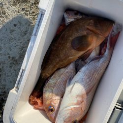 リトルワン 釣果