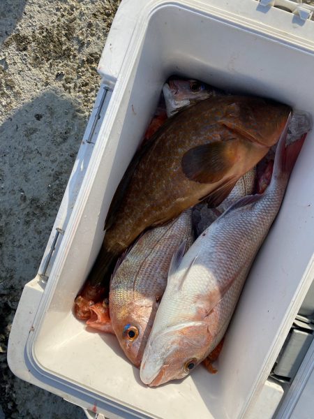 リトルワン 釣果