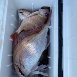 リトルワン 釣果