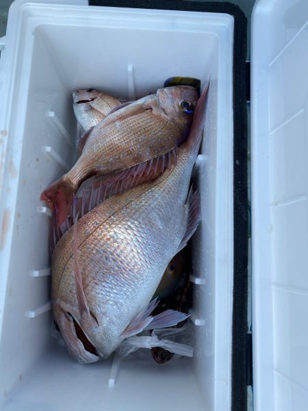 リトルワン 釣果