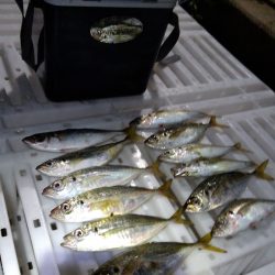 淡路島アジングレポート【がまかつ LUXXE宵姫　インプレッション】