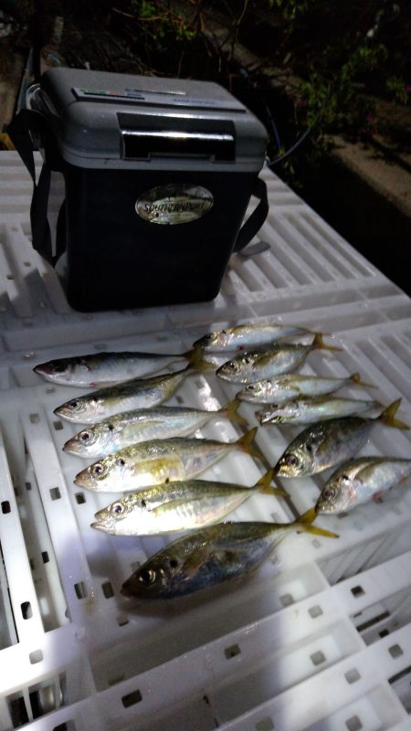 淡路島アジングレポート【がまかつ LUXXE宵姫　インプレッション】