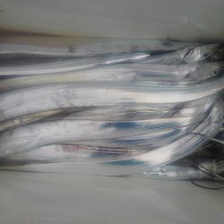 幸導丸 釣果