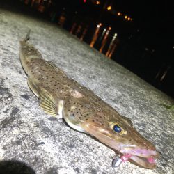 宵姫シリーズはお洒落で積極的に使いたい逸品！！【がまかつ LUXXE宵姫　インプレッション】