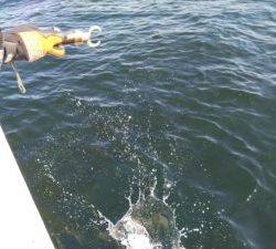東京湾探釣隊ぼっち 釣果