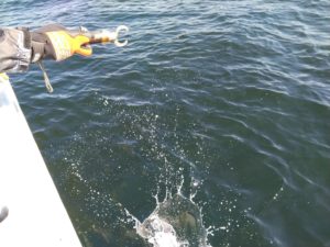 東京湾探釣隊ぼっち 釣果