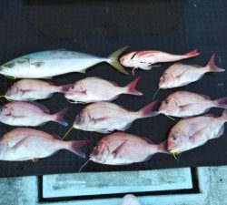 東京湾探釣隊ぼっち 釣果