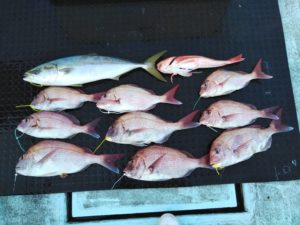 東京湾探釣隊ぼっち 釣果