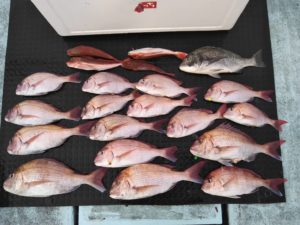 東京湾探釣隊ぼっち 釣果