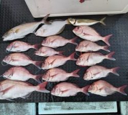 東京湾探釣隊ぼっち 釣果